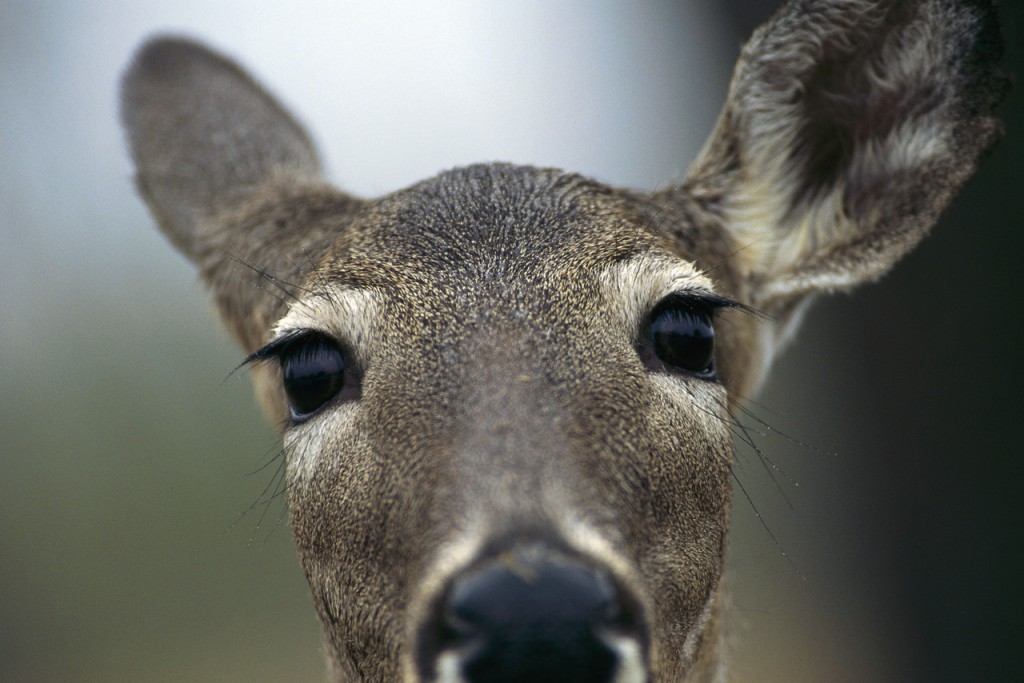 deer in headlights shirt